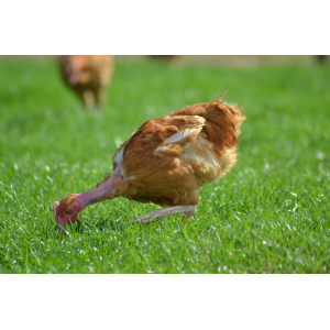 Poulet de 1.500kg à 1.800kg