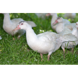 Canard découpé de 1.650kg à 1.950