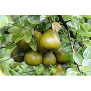 Poire grand champion