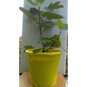 Figuier variété figue blanche