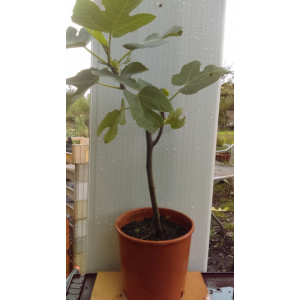 Figuier variété pastillière