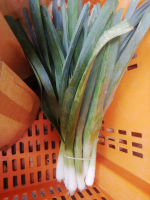 Poireau petit calibre