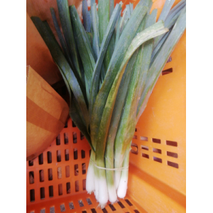 Poireau petit calibre