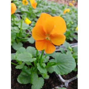 Viola orange