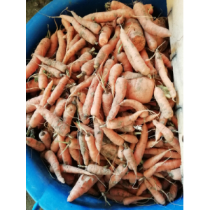 Carottes déclassées 2,5kg