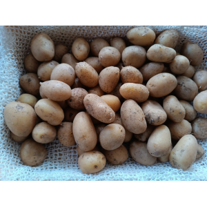 Pomme de terre bio très petits calibres