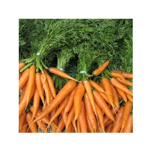 Carotte fane