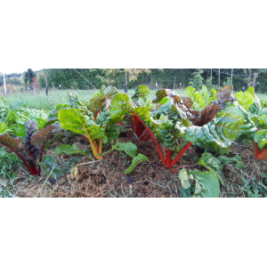 Blettes colorées bio