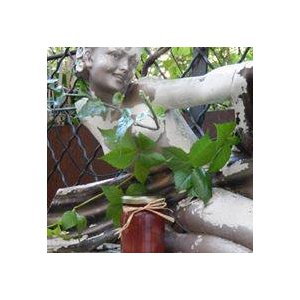 Compotée de poire et fève tonka