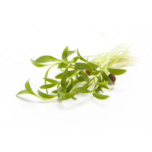 Micro pousse coriandre