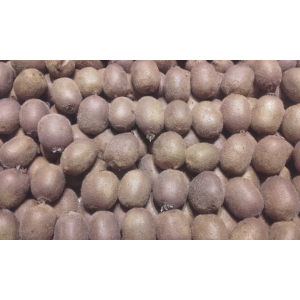 Kiwis summer en culture raisonnée