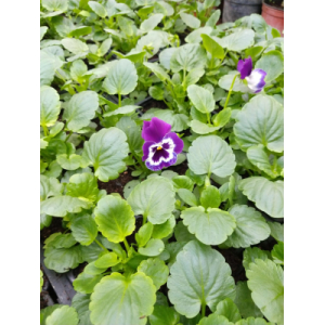 Pensée bleu et blanc x10