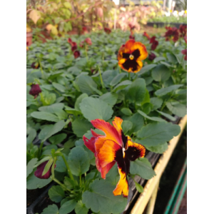 Pensée orange et noir x10