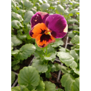 Pensée violet orange x10