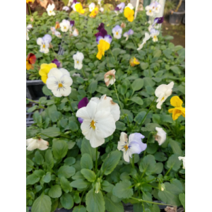 Pensée melange retombante  x10