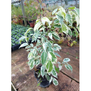 Ficus benjamina