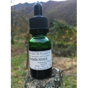 Macérat mère bourgeons framboisier