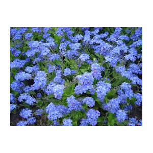 Myosotis bleu x 10