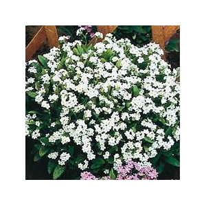 Myosotis blanc x 10