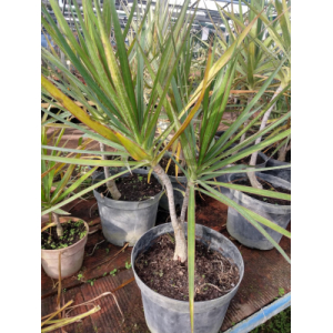 Dracaena