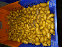 Pomme de terre monalisa