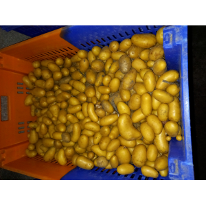 Pomme de terre monalisa