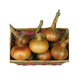 Oignon jaune frais troy