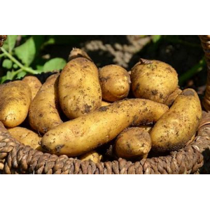 Pomme de terre ditta