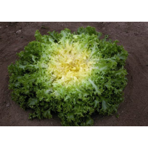 Salade chicorée frisée