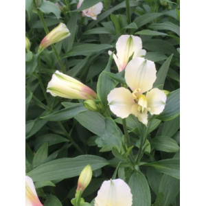 Alstroemeria blanc