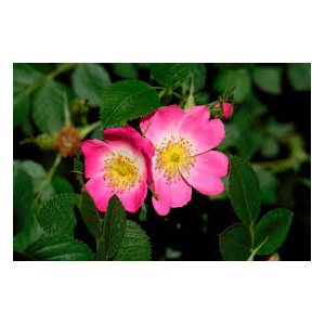 Sérum visage régénérant