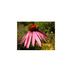 Eau florale d'échinacée