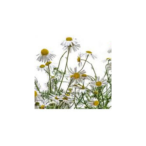 Eau florale de camomille romaine