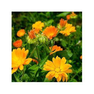Eau florale de calendule/souci