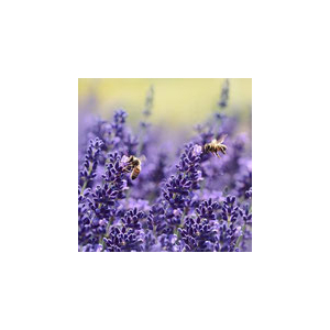 Eau florale de lavande