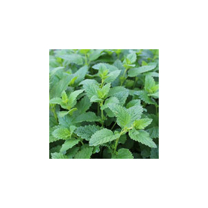 Eau florale de mélisse