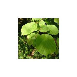 Eau florale de noisetier