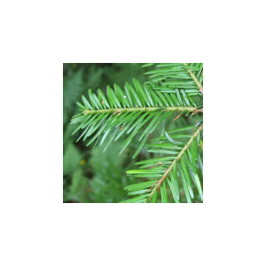 Eau florale de sapin