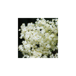 Eau florale de sureau