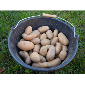 Pomme de terre gourmandine