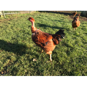 Chapon fermier 4,5kg