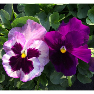 Pensée grosse fleur camaïeu mauve