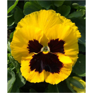 Pensée grosse fleur jaune à macule