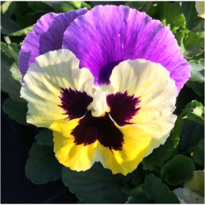 Pensée grosse fleur mauve et jaune