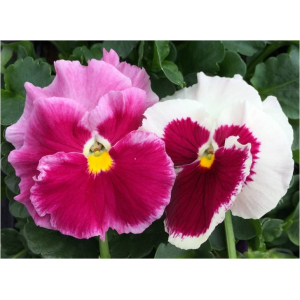 Pensée grosse fleur strawberry