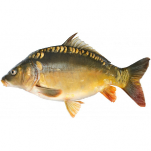 Friture de carpe 1000grs - sous-vide