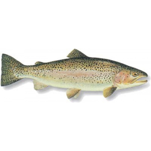 Truite entière (2) - sous-vide