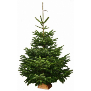 Sapin naturel nordmann h. 175/200 cm