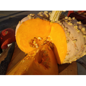 Potiron galeux d'eysines