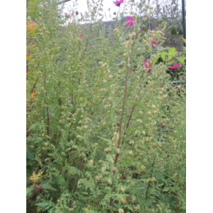 Eau florale d’armoise annuelle